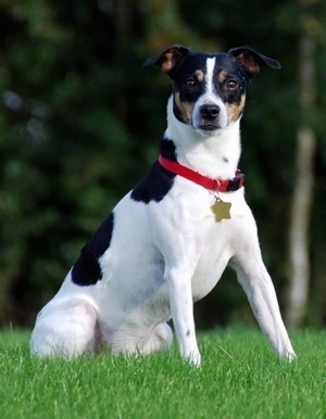 Sigurd the tricolor white, black and tan Danish-Swedish Farm dog is sitting in a field of grass